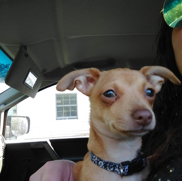 Meet your Posher, Diane Elizabeth - Picture 5 of 13